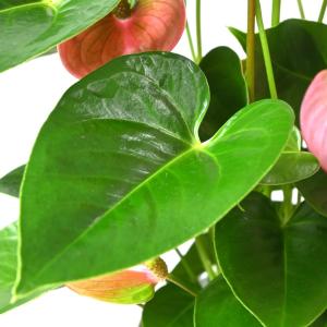 観葉植物 本物 アンスリウム 6号鉢 鉢カバー...の詳細画像3