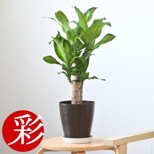 観葉植物 本物 幸福の木 ドラセナ・マッサンゲアナ 6号鉢 鉢カバーオプション 大型 室内用 インテリア おしゃれ お祝い