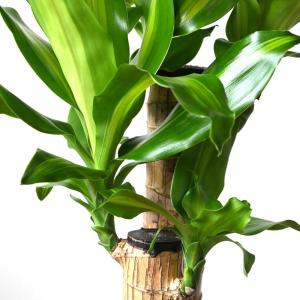 観葉植物 本物 幸福の木 ドラセナ・マッサンゲ...の詳細画像2