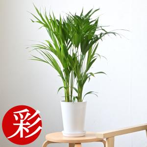観葉植物 本物 アレカヤシ 6号鉢 鉢カバー付 セット 中型 通販 人気