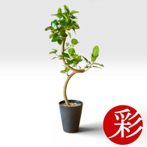 観葉植物 本物　フランスゴムの木　セラアート鉢 5号鉢 ブラック ホワイト