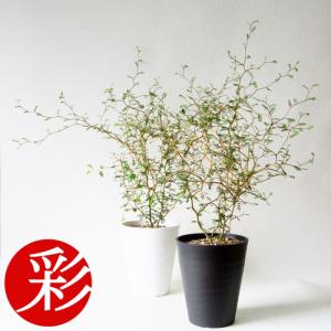 【残りわずか】観葉植物 本物 ソフォラリトルベイビー（メルヘンの木）　セラアート鉢 5号鉢 ブラック ホワイト