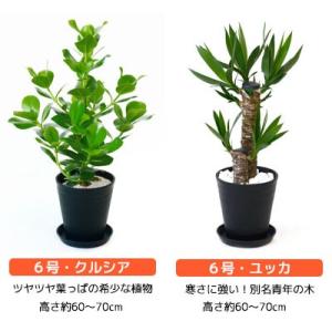 観葉植物 6号鉢 種類 選べる セラアート鉢 ...の詳細画像4