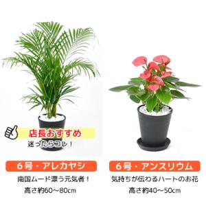 観葉植物 本物 6号鉢 種類 選べる セラアー...の詳細画像4