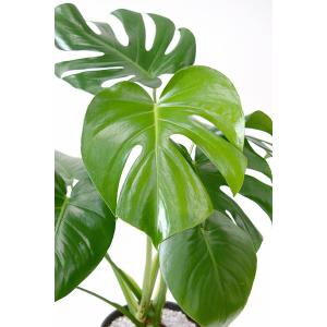 観葉植物 本物 モンステラ セラアート鉢 6号...の詳細画像1