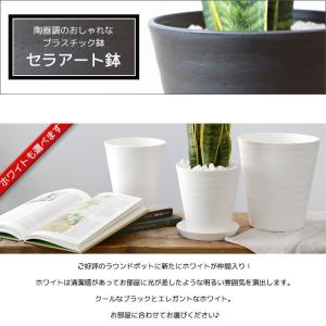 観葉植物 本物 モンステラ セラアート鉢 6号...の詳細画像4