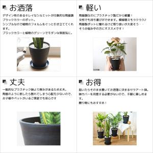 観葉植物 本物 モンステラ セラアート鉢 6号...の詳細画像5