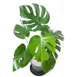 観葉植物 本物 モンステラ セラアート鉢 6号...の詳細画像2