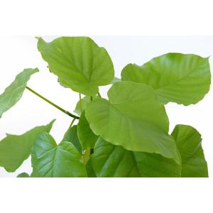 観葉植物 本物 フィカス ウンベラータ セラア...の詳細画像1