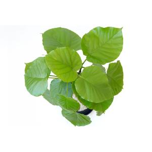 観葉植物 本物 フィカス ウンベラータ セラア...の詳細画像2