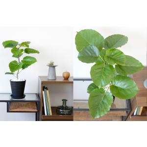 観葉植物 本物 フィカス ウンベラータ セラア...の詳細画像3