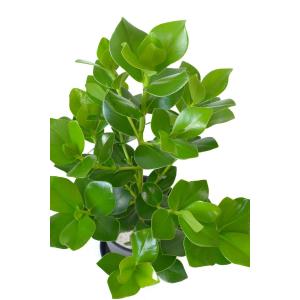 観葉植物 本物 クルシア・ロゼア セラアート鉢...の詳細画像1