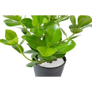 観葉植物 本物 クルシア・ロゼア セラアート鉢...の詳細画像2