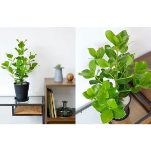 観葉植物 本物 クルシア・ロゼア セラアート鉢...の詳細画像3