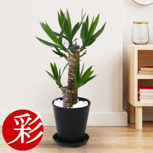 観葉植物 本物 フランスゴムの木 フィカス・ルビギノーサ 7号鉢 陶器