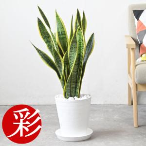 送料無料 観葉植物 ドラセナ ナビー7号 ドラセナ ナビー サステナ