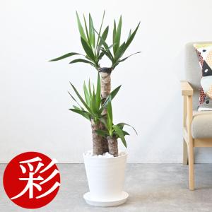 観葉植物 本物 ユッカ・エレファンティペス 10号鉢 寒さに強い 青年の