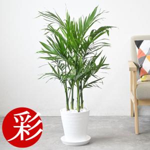 観葉植物 本物 ドラセナ・コンパクタ 8号鉢 大型 室内用 インテリア