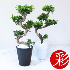観葉植物 本物 ガジュマル昇り龍セラアート鉢 7...の商品画像