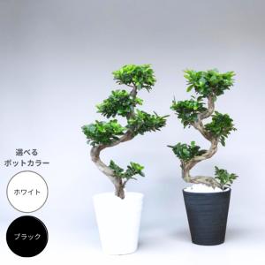 観葉植物 本物 ガジュマル昇り龍セラアート鉢 ...の詳細画像1