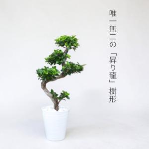 観葉植物 本物 ガジュマル昇り龍セラアート鉢 ...の詳細画像2