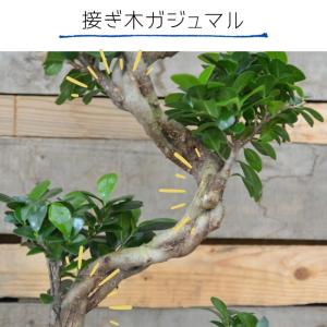 観葉植物 本物 ガジュマル昇り龍セラアート鉢 ...の詳細画像4