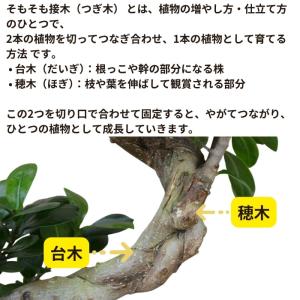 観葉植物 本物 ガジュマル昇り龍セラアート鉢 ...の詳細画像5
