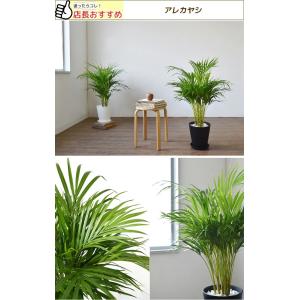 観葉植物 本物 8号鉢 種類 選べる セラアー...の詳細画像2