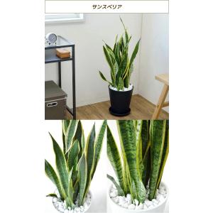 観葉植物 本物 8号鉢 種類 選べる セラアー...の詳細画像4