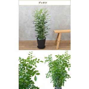 観葉植物 本物 8号鉢 種類 選べる セラアー...の詳細画像3
