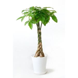 観葉植物 本物 パキラ セラアート鉢 8号鉢 ...の詳細画像1