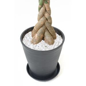 観葉植物 本物 パキラ セラアート鉢 8号鉢 ...の詳細画像2