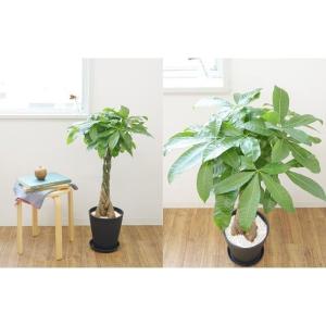 観葉植物 本物 パキラ セラアート鉢 8号鉢 ...の詳細画像3