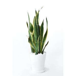 観葉植物 本物 サンスベリア・ローレンティー ...の詳細画像1