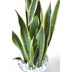 観葉植物 本物 サンスベリア・ローレンティー ...の詳細画像2