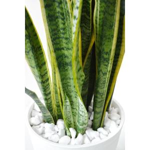 観葉植物 本物 サンスベリア・ローレンティー ...の詳細画像3
