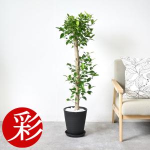 観葉植物 ガジュマル 直幹 セラアート鉢 8号鉢 大型 ブラック ホワイト 丸い葉