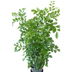 観葉植物 本物 ゲッキツ シルクジャスミン セ...の詳細画像1