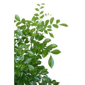 観葉植物 本物 ゲッキツ シルクジャスミン セ...の詳細画像2