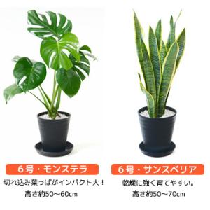 観葉植物 本物 6号+6号鉢 2鉢セット 種類...の詳細画像1