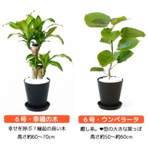 観葉植物 本物 6号+6号鉢 2鉢セット 種類...の詳細画像2