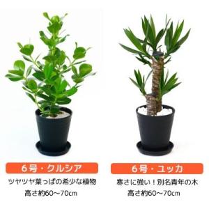 観葉植物 本物 6号+6号鉢 2鉢セット 種類...の詳細画像3