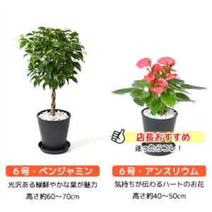 観葉植物 本物 6号+6号鉢 2鉢セット 種類...の詳細画像4