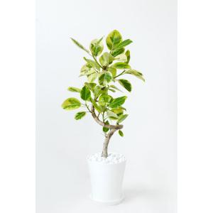 観葉植物 本物 フィカス アルテシーマ バリエ...の詳細画像1