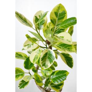 観葉植物 本物 フィカス アルテシーマ バリエ...の詳細画像2