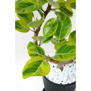 観葉植物 本物 フィカス アルテシーマ バリエ...の詳細画像3
