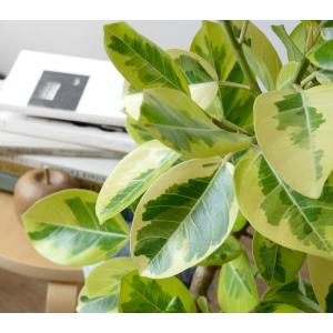 観葉植物 本物 フィカス アルテシーマ バリエ...の詳細画像4