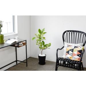 観葉植物 本物 フィカス アルテシーマ バリエ...の詳細画像5