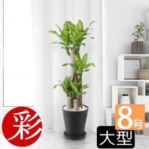 観葉植物 本物 サンスベリア・ケニア セメントポット インテリア