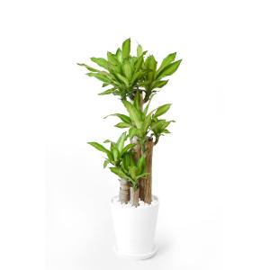 観葉植物 本物 幸福の木 セラアート鉢 8号鉢...の詳細画像1